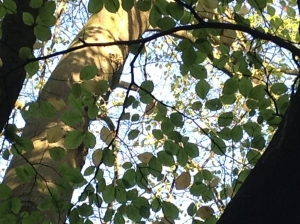 See the woods and the tree...