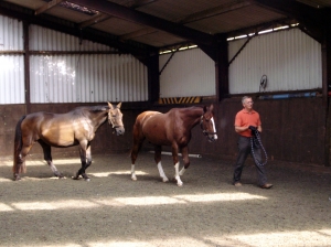 Learning through horses